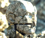 ancientguard