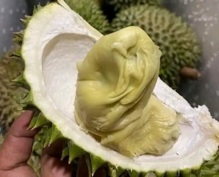 Durian Fruits