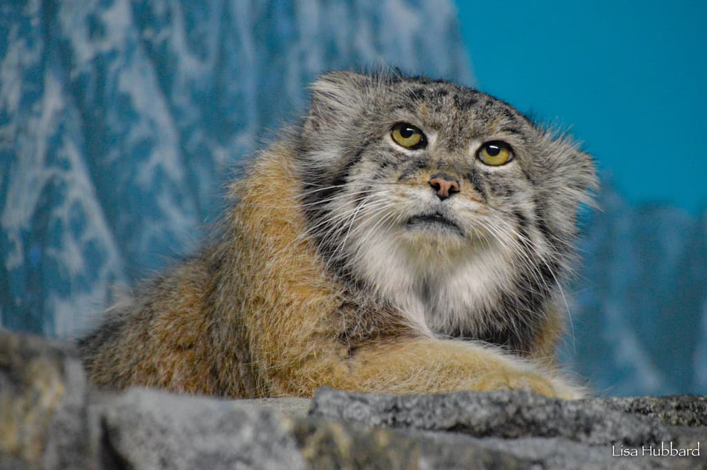 Pallas Cats